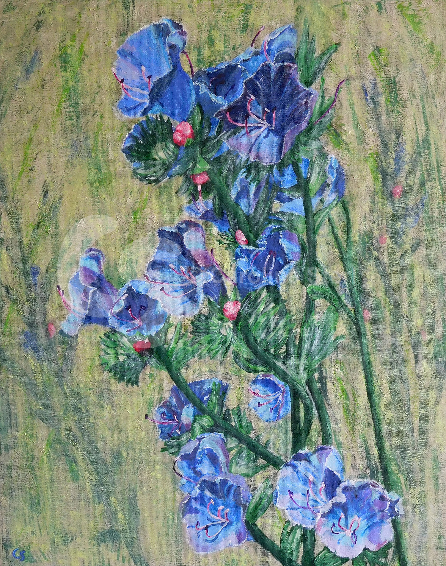 Painting: Echium Gentianoides